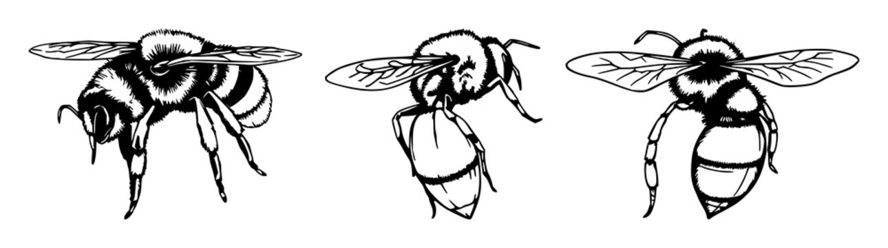 Bumblebee stinger and venom sac set with hand‑drawn line art illustration featuring bumblebee anatomy, stinger detail, venom sac highlighting with vector graphics and medical illustration