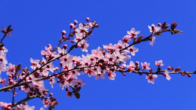 Blooming cherry blossom branch with pink buds swaying in the wind against blue sky, spring nature background, delicate sakura flowers in motion, seasonal bloom, soft floral scene, tranquil outdoor