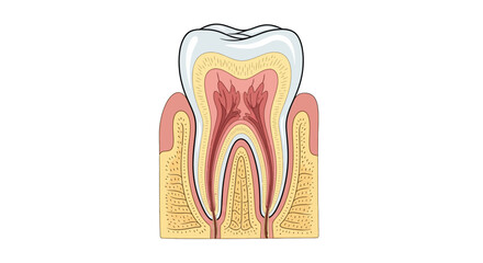 Detailed anatomy of a human tooth. © Setiaji
