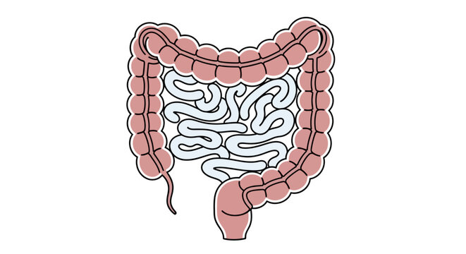 Human Large Intestine Anatomy Illustration.