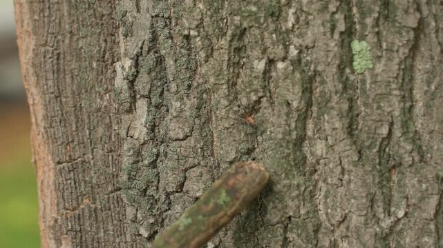 Close up tree bark texture reveals rough lichen and moss detail on weathered trunk, subtle color variation and cracked surface, calm outdoor atmosphere for documentary broll, ideal as background