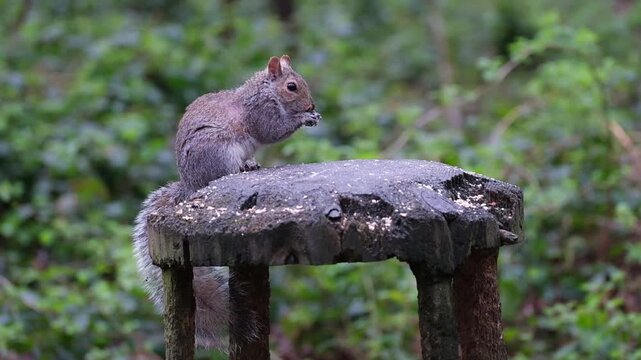 The eastern gray squirrel (Sciurus carolinensis), spelled as grey squirrel outside of the United States, is a species of tree squirrel in the genus Sciurus.