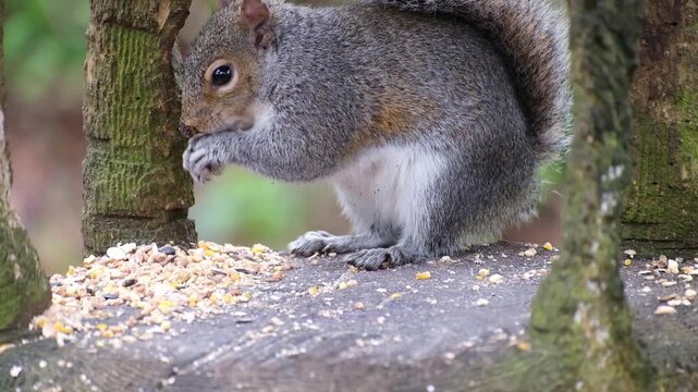 The eastern gray squirrel (Sciurus carolinensis), spelled as grey squirrel outside of the United States, is a species of tree squirrel in the genus Sciurus.