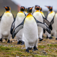 King penguins on South Georgia island near Antarctica. © Ron van der Stappen