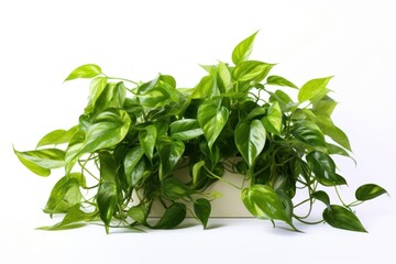 Obraz premium Pothos plant leaf white background houseplant.