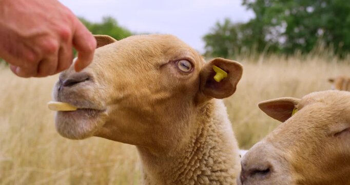 Group of sheep with yellow ear tags resting in a field of tall dry grass on a rural farm
