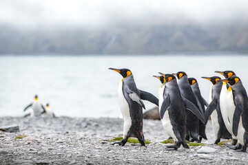 Obraz premium King penguins on South Georgia island near Antarctica.