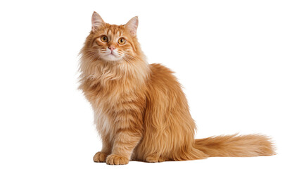 Fluffy ginger cat sitting attentively, isolated on transparent background © Emilija