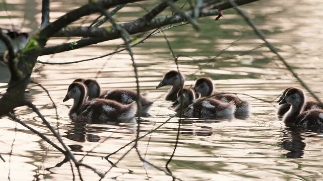 Goslings in pond preening