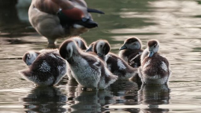 Goslings in pond preening