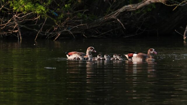 egyptian goose family with goslings