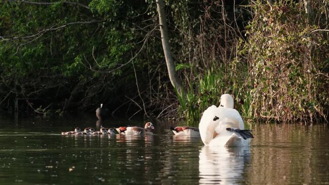 egyptian goose family with goslings