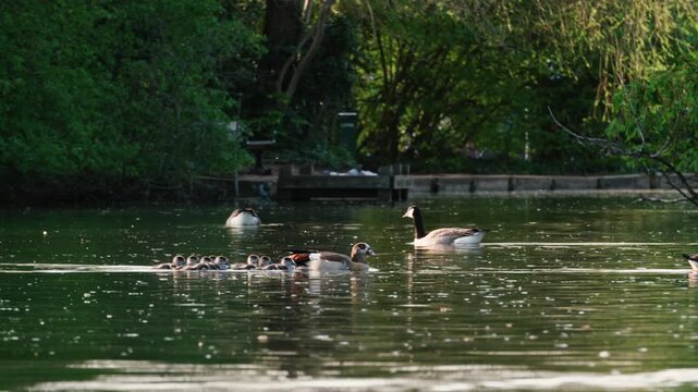 egyptian goose family with goslings