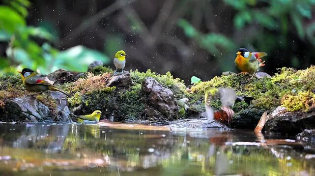 Silver Eared Mesia and White Eye Splashing in Forest Stream