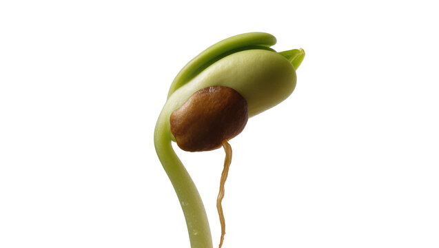 Green bean sprout with brown seed and root, isolated on transparent background