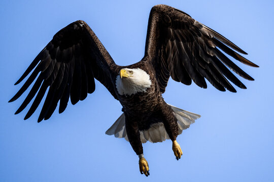 Bald eagle flying directly toward the camera with wings fully spread against blue sky.