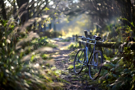 木漏れ日の森の小道に佇む自転車｜森林 小道 自然 光 アウトドア サイクリング