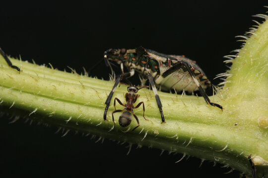 Black carpenter ant macro photo	