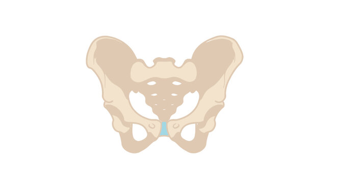 Human Pelvis Bone Anatomy Structure.