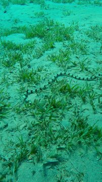 Close-up of Banded Snake Eel (Myrichthys colubrinus) crawls, wriggles across sandy seabed covered with green Smooth Ribbon Seagrass (Cymodocea rotundata), camera accompanies snake eel