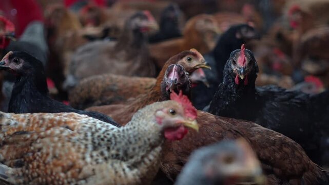 Poultry Industry Chickens Feeding in Farm Environment. Chicken Livestock Farming Indoor Poultry Production Scene. Large Scale Poultry Farming Chicken Feed Distribution.