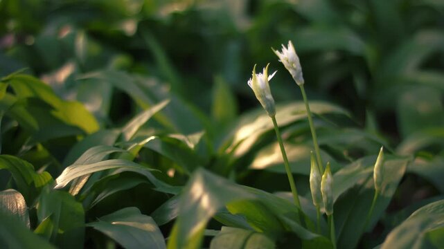 Wild garlic white flowers in Spring warm sunshine