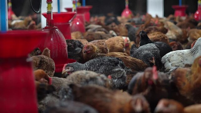Chicken Poultry Farm with Feeding System Agriculture Industry Scene. Large Poultry Farm Chickens Feeding Indoor Farming Concept. Chicken Farming in Farm. 
