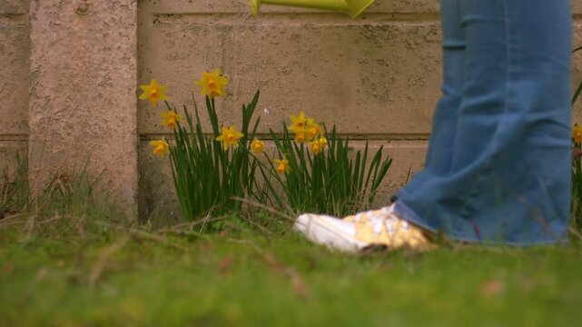 Woman watering daffodile flowers in garden