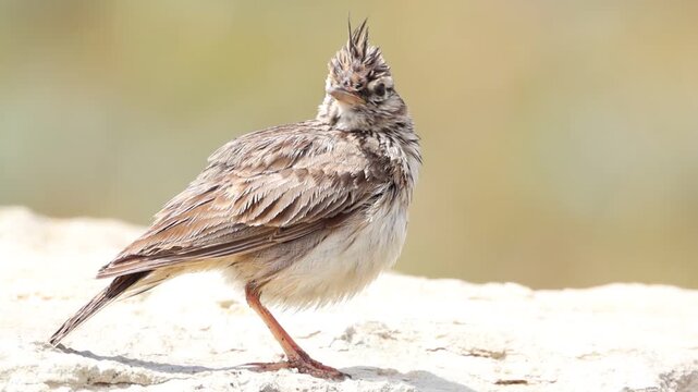 Crested Lark perched on a rock in the Mediterranean landscape of Cyprus, Galerida cristata, 4k