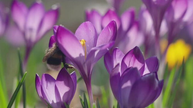 Bumblebee collecting nectar and pollen from blooming crocus flowers in early spring