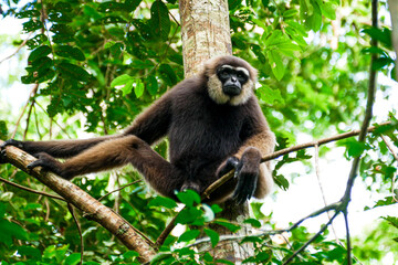 Fototapeta premium Agile Bornean White bearded Gibbon Swinging in Tanjung Puting National Park