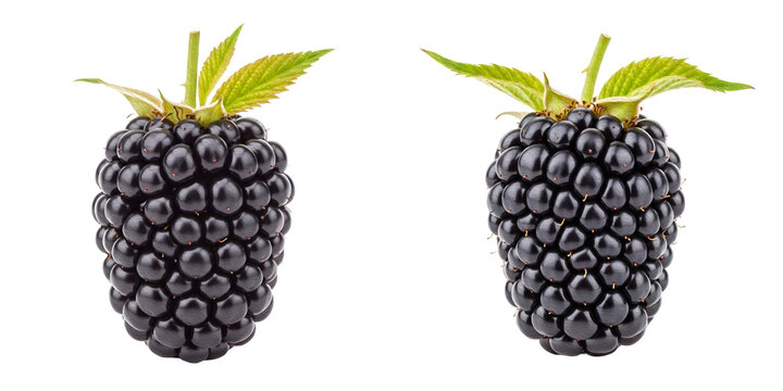 isolated set of the fresh blackberries whit green levees isolated in white background PNG background stock image./; 