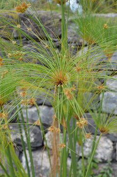 Cyperus papyrus papirus roślina wodna parasolowate kwiatostany