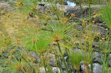 Cyperus papyrus papirus roślina wodna parasolowate kwiatostany © Ewa