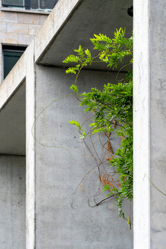 Columns and greenery on a concrete facade as abstract architecture with modern minimal vertical texture and a quiet geometric presence