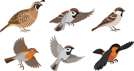 Obraz premium Small Bird Vector Set with Sparrow Robin and Finch in Flying and Perching Poses for Wildlife Nature Illustration and Ornithology Design Collection