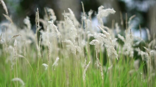 Dense Cluster of Fluffy White Cogon Grass Flowers Swaying in Summer Breeze. Natural Abundance of White Feathery Wildflowers in a Peaceful Meadow Landscape.