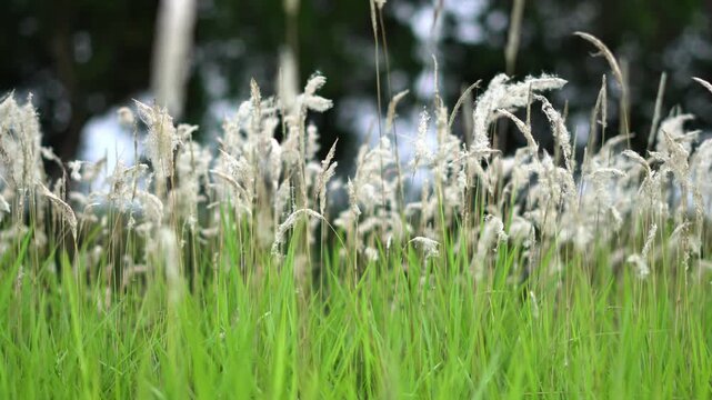 Wide Scenic View of Fluffy White Cogon Grass Field Swaying in the Wind. Flowers Blooming in a Lush Green Meadow Landscape. Tranquil Nature Background Featuring a Large Cluster of White Feathery Wild.