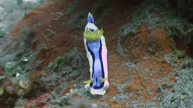 Witness a Chromodoris annae, also known as Anna's magnificent sea slug, explore the seabed. The colorful nudibranch gracefully moves across the underwater environment in the Philippines.