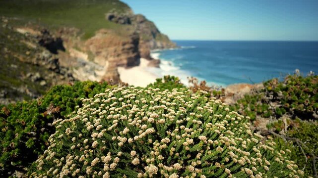 Closeup Coastal Succulents Overlooking Ocean, Textured Green Rosette With Tiny Cream Blooms, Windswept Cliff