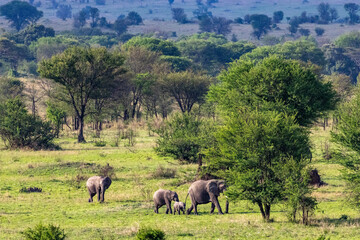 Obraz premium African elephant family with young calves walking through the green bush in Serengeti National Park Tanzania