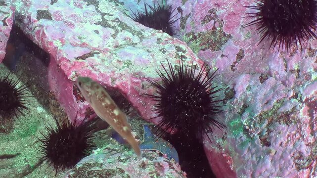 Serene underwater realm in Sea of Japan bursts with life. Spiny black sea urchins cling to vibrant, colorful seabed rocks. Nimble, tiny fish gracefully swims among them, exploring its sunlit home.