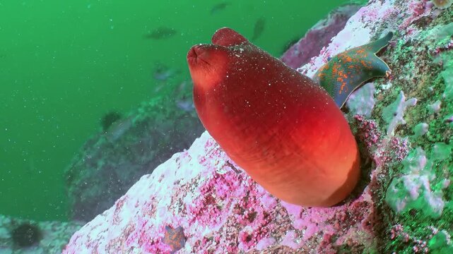 A brilliant scarlet sea squirt clings steadfastly to a vibrant, rocky outcrop.