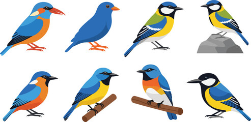 Colorful Bird Vector Set with Kingfisher Bluebird and Tit Species in Different Poses Perched and Standing for Nature Wildlife Illustration Design © MdMojnu