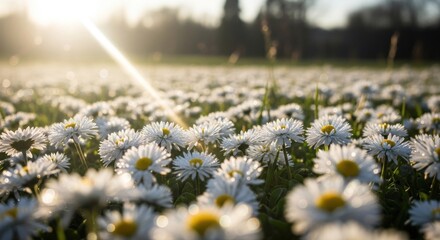 A field of daisies in the sunlight with a warm, golden hue. © RaNy