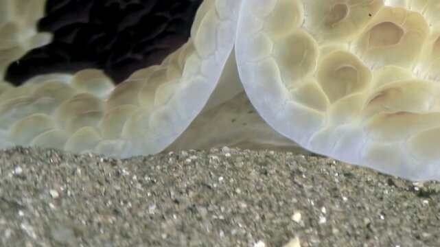 A captivating view of a Pleurobranchus grandis, also known as the Cuban Dancer, gliding across the sandy ocean floor. This unique sea slug showcases its patterned skin.