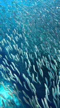 Large school of sardines swimming together in the blue ocean water during an underwater dive in Moalboal, Cebu, Philippines.