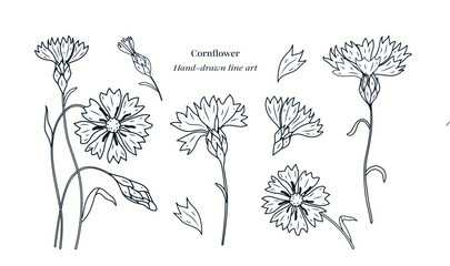 Elegant cornflower botanical line art with detailed petals, stems and buds. Minimalist floral illustration perfect for packaging, branding, coloring pages, herbal themes and natural design projects. © Natalya