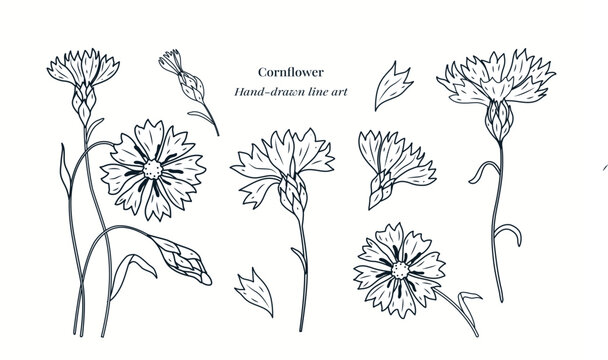 Elegant cornflower botanical line art with detailed petals, stems and buds. Minimalist floral illustration perfect for packaging, branding, coloring pages, herbal themes and natural design projects.