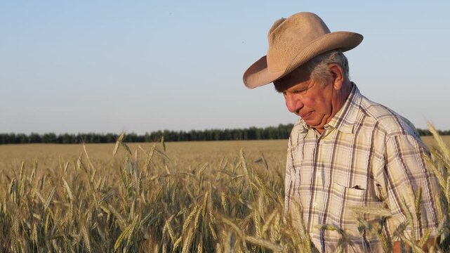 Senior farmer wearing plaid shirt and hat walking through ripe wheat field, carefully inspecting the golden ears of his harvest during sunset. Person embodying agricultural business